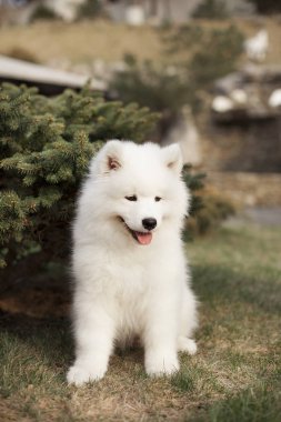 Açık havada oturma Samoyed doğurmak sevimli köpek yavrusu  