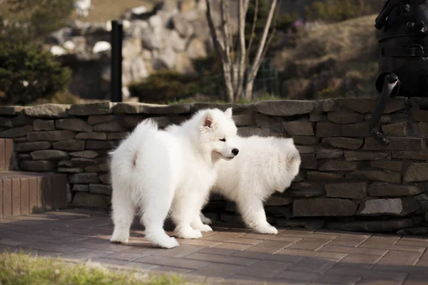 Söta Valpar Samoyed Rasen Spela Utomhus — Stockfoto