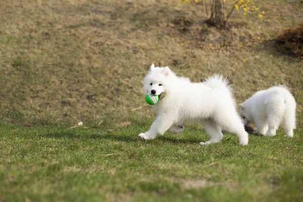 Chiots Mignons Race Samoyed Jouer Extérieur — Photo