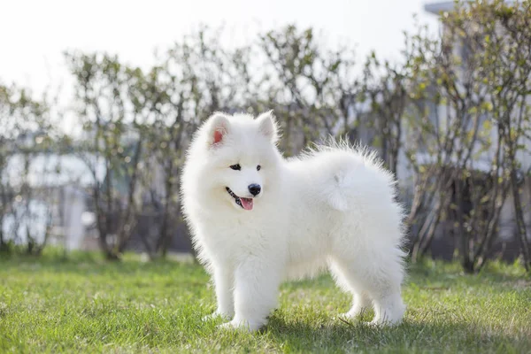 Cute Puppy Samoyed Breed Playing Outdoors — Stock Photo, Image