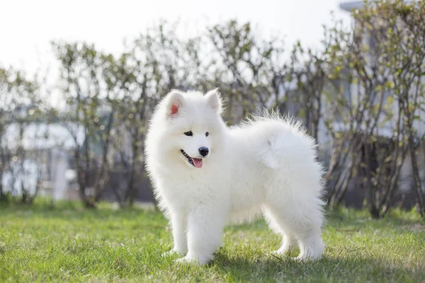 Açık havada oynarken Samoyed doğurmak sevimli köpek yavrusu  