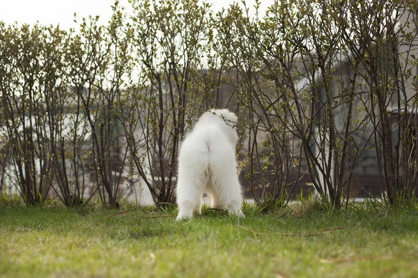 Cute Puppy Samoyed Breed Playing Outdoors — Stock Photo, Image
