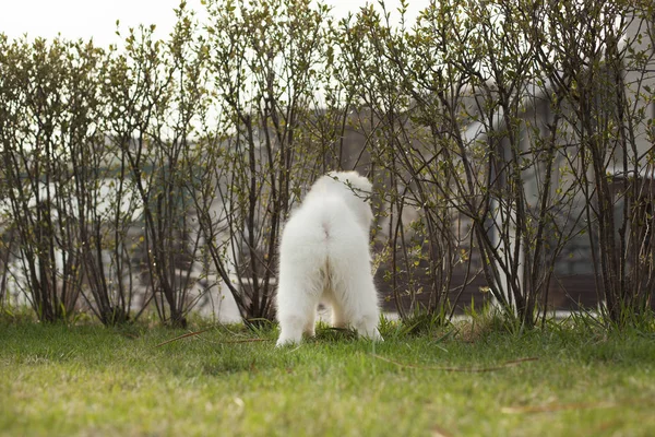 Söt Valp Samoyed Rasen Spela Utomhus — Stockfoto