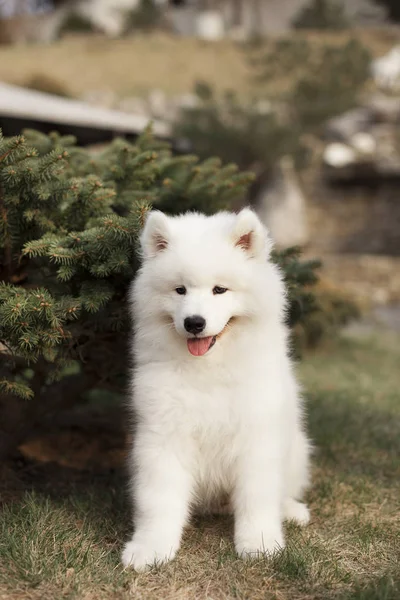 Açık havada oturma Samoyed doğurmak sevimli köpek yavrusu  