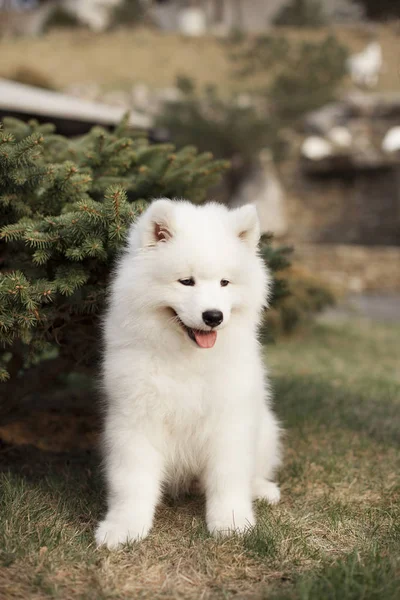 Açık havada oturma Samoyed doğurmak sevimli köpek yavrusu  