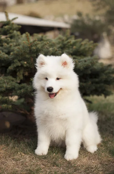 Cute Puppy Samoyed Breed Sitting Outdoors — Stock Photo, Image