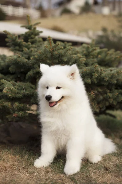 Carino Cucciolo Razza Samoyed Seduto All Aperto — Foto Stock