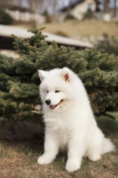 Lindo Cachorro Samoyed Crianza Sentado Aire Libre —  Fotos de Stock