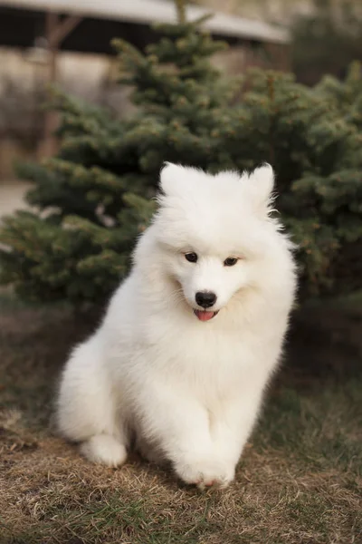 Açık havada oturma Samoyed doğurmak sevimli köpek yavrusu  