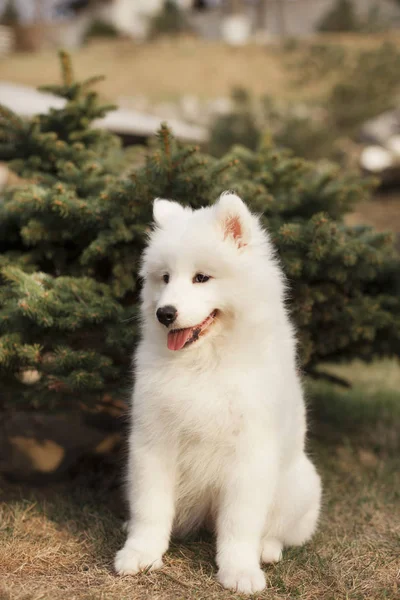 Açık havada oturma Samoyed doğurmak sevimli köpek yavrusu  