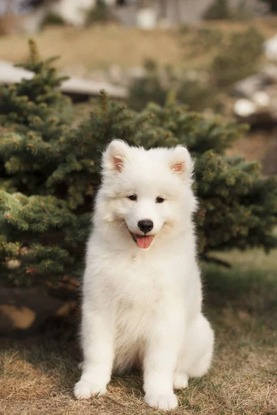 Carino Cucciolo Razza Samoyed Seduto All Aperto — Foto Stock