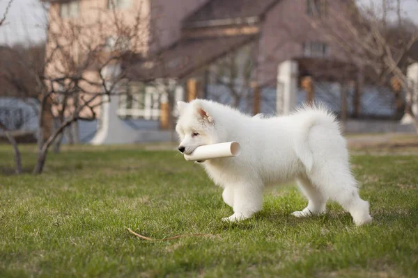 Lindo Cachorro Samoyedo Crianza Jugando Aire Libre — Foto de Stock