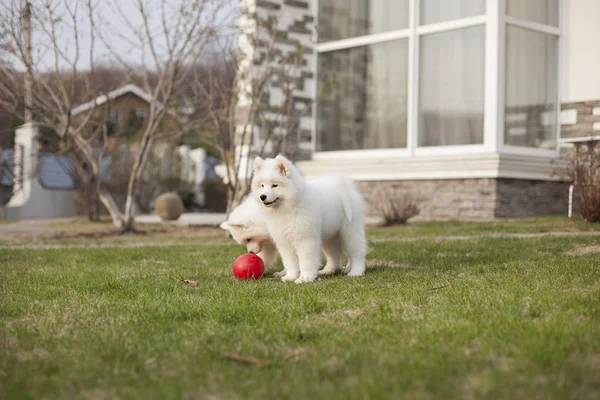 Söta Valpar Samoyed Rasen Spela Utomhus — Stockfoto