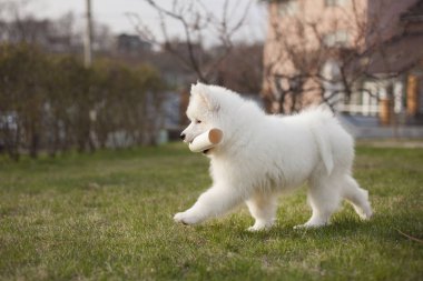 Açık havada oynarken Samoyed doğurmak sevimli köpek yavrusu  