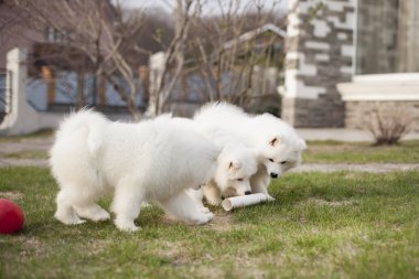 Samoyed doğurmak sevimli yavru açık havada oynuyor  