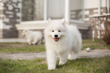 Samoyed doğurmak sevimli yavru açık havada oynuyor  