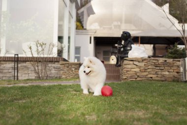 Açık havada oynarken Samoyed doğurmak sevimli köpek yavrusu  