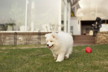 Açık havada oynarken Samoyed doğurmak sevimli köpek yavrusu  