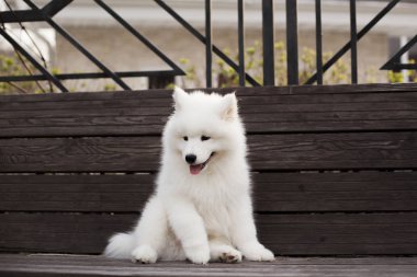 Açık havada oynarken Samoyed doğurmak sevimli köpek yavrusu  