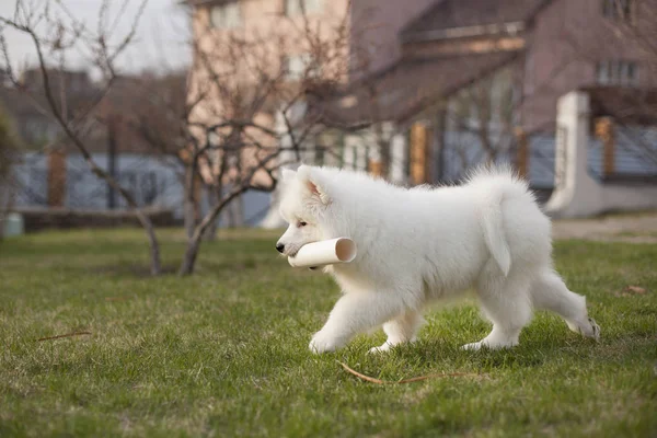 Cute Puppy Samoyed Breed Playing Outdoors — Stock Photo, Image