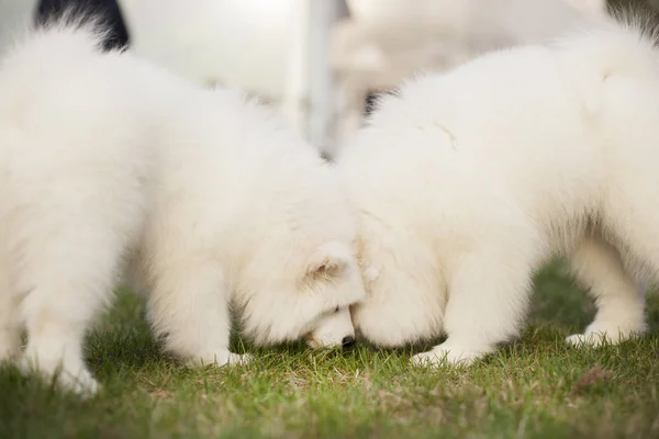 Samoyed のかわいい子犬が野外で遊ぶ — ストック写真