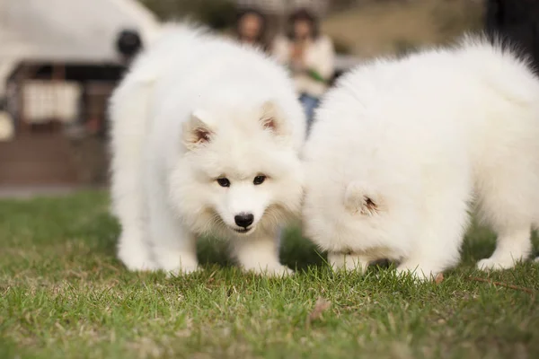 Śliczne Szczenięta Rasy Samoyed Gry Zewnątrz — Zdjęcie stockowe