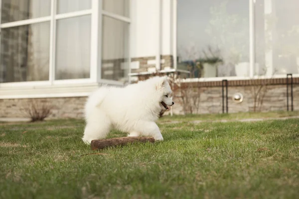 Söt Valp Samoyed Rasen Spela Utomhus — Stockfoto