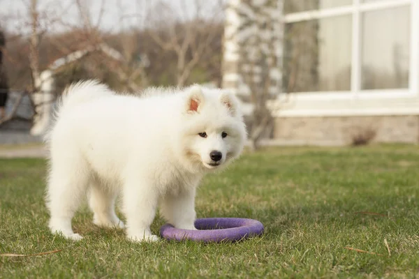 Lindo Cachorro Samoyedo Crianza Jugando Aire Libre — Foto de Stock