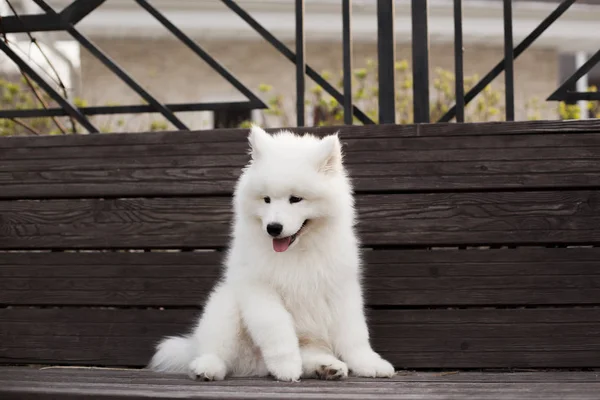 Schattige Puppy Van Samojeed Ras Spelen Buitenshuis — Stockfoto