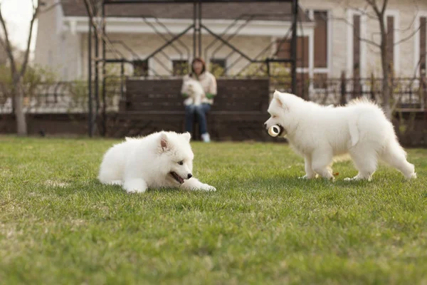Cute Puppies Samoyed Breed Playing Outdoors — Stock Photo, Image
