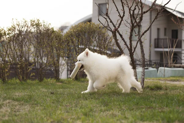 Söt Valp Samoyed Rasen Spela Utomhus — Stockfoto