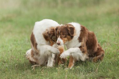 gündüz açık havada poz sevimli köpekler