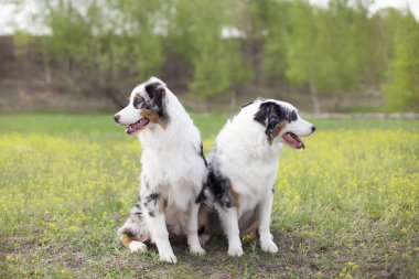 gündüz açık havada poz sevimli köpekler