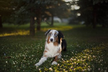 sevimli köpek açık havada poz portresi