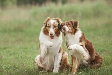 gündüz açık havada poz sevimli köpekler