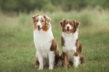 gündüz açık havada poz sevimli köpekler