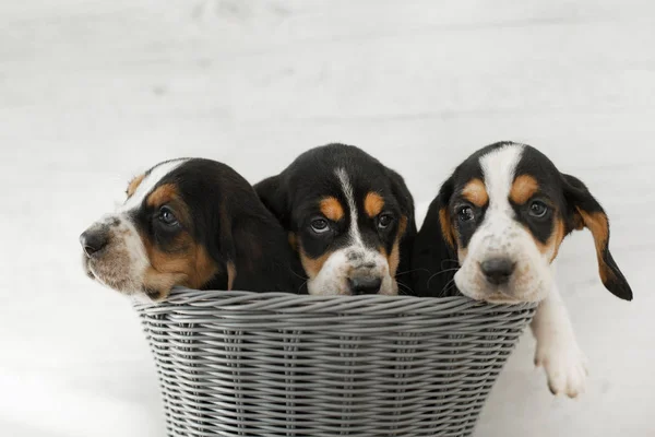 木製のバスケットで長い耳を持つかわいい子犬 — ストック写真