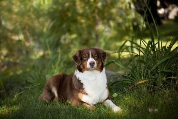 Portret Van Schattige Hond Poseren Buitenshuis — Stockfoto