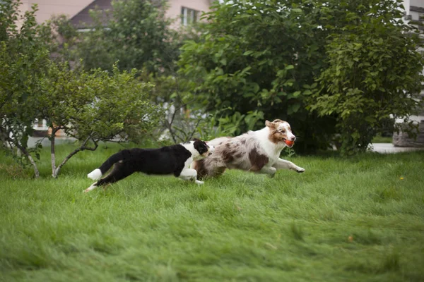 Söta Hundar Som Leker Utomhus Dagtid — Stockfoto