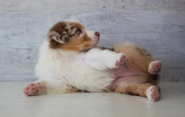 Cute Spotted Puppy Poseren Thuis — Stockfoto