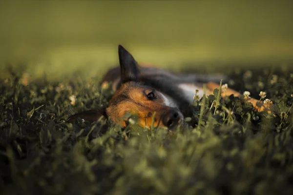 sevimli köpek açık havada poz portresi