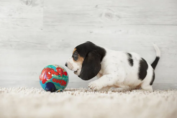 Schattige Puppy Met Lange Oren Spelen Met Bal Gezellig Tapijt — Stockfoto