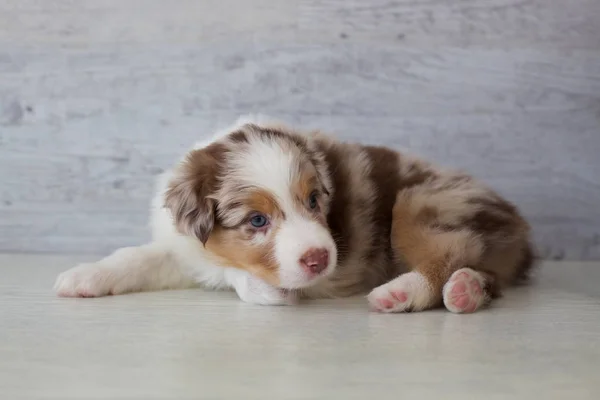 Sevimli Benekli Köpek Yavrusu Evde Poz — Stok fotoğraf