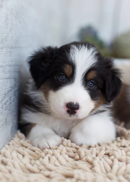 Sevimli Benekli Köpek Yavrusu Evde Poz — Stok fotoğraf