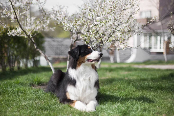 Portret Van Schattige Hond Poseren Buitenshuis — Stockfoto