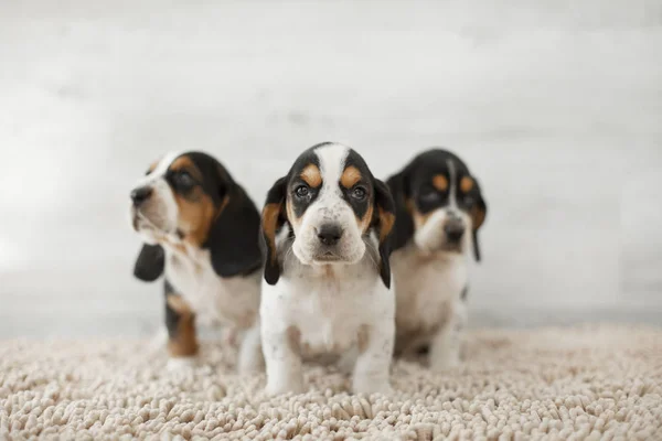 居心地の良いカーペットの上に長い耳を持つかわいい子犬 — ストック写真