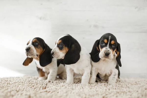 居心地の良いカーペットの上に長い耳を持つかわいい子犬 — ストック写真