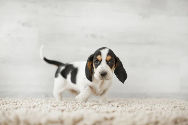 Schattige Puppy Met Lange Oren Gezellig Tapijt — Stockfoto