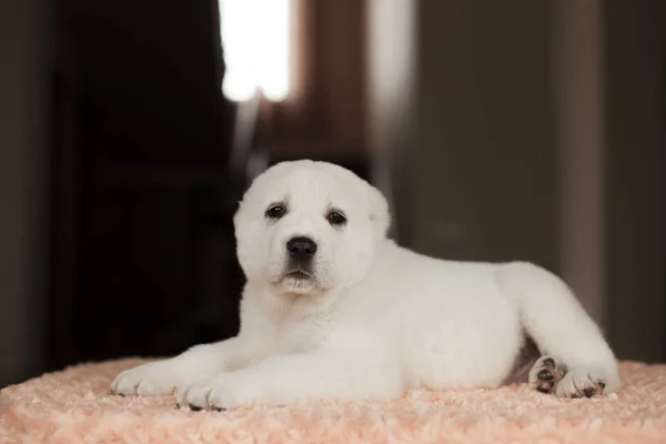 Evde Poz Sevimli Beyaz Köpek Yavrusu — Stok fotoğraf