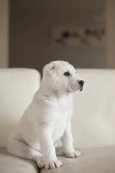 自宅でソファの上でかわいい白い子犬のポーズ — ストック写真